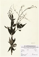 藏品(黃荊)的圖片